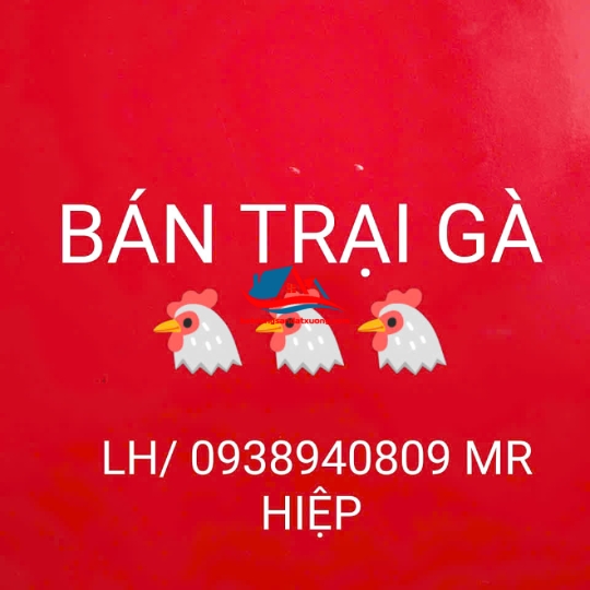TIN BÁN TRẠI GÀ BÌNH PHƯỚC 