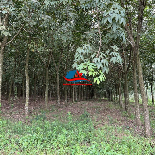 BÁN ĐẤT SKC-  PHÚ GIÁO - BD - MỚI NHẤT