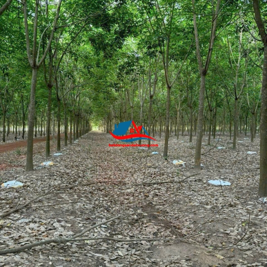 BÁN ĐẤT - PHÚ GIÁO - BÌNH DƯƠNG - MỚI NHẤT