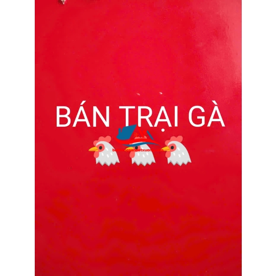 TIN BÁN TRẠI GÀ BÌNH PHƯỚC 